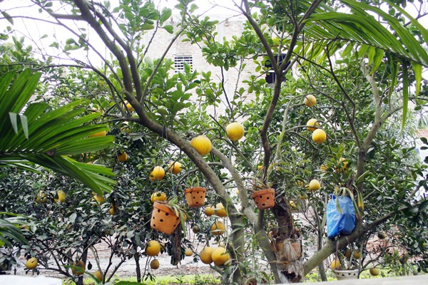 Mang danh bưởi Diễn nhưng không phải trái bưởi nào cũng ngon bằng những trái bưởi được trồng đúng đất Phú Diễn, Từ Liêm, Hà Nội.