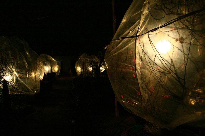 Trong đêm tối và lạnh lẽo của cánh đồng đào Nhật Tân, những gốc đào được giăng đèn sáng rực