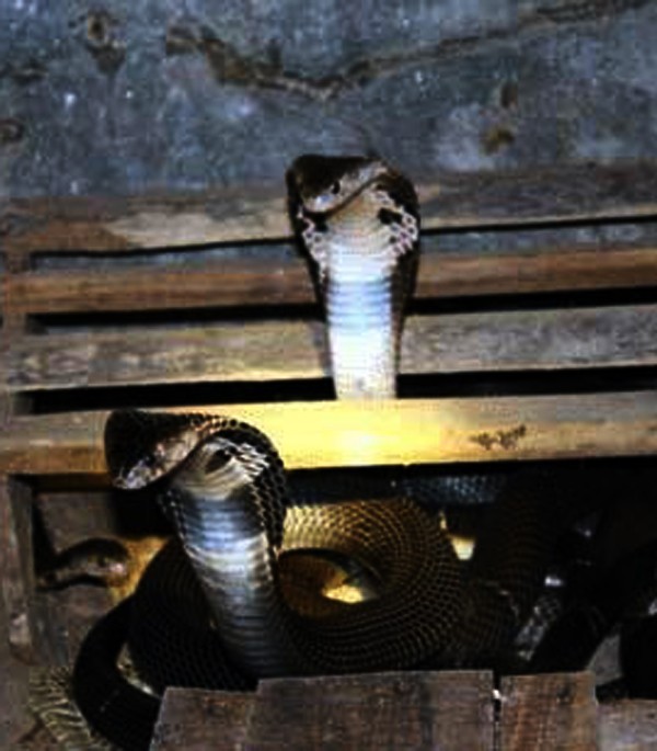 Mỗi hộ dân có nuôi rắn hổ mang bành ở Bạch Lưu đều có trong nhà ít nhất vài trăm con rắn. Cả xã có hơn 600 hộ thì có đến 1/3 làm nghề nuôi rắn hổ mang bành. Một số ít hộ còn nuôi cả rắn hổ trâu và nhiều loại rắn khác - Ảnh: VNN.