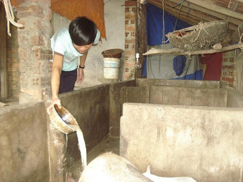 Cứ sau giờ học, Nguyễn Văn Tứ lại giúp cha mẹ làm việc nhà