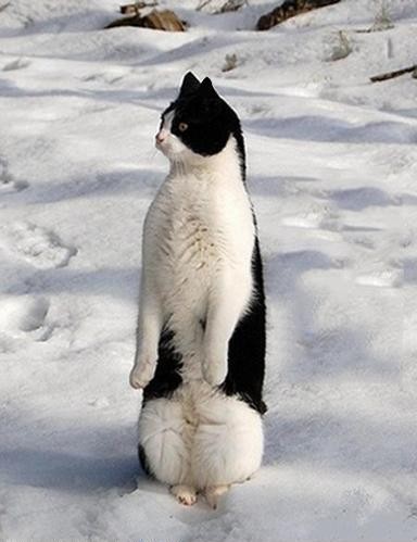 mèo cánh cụt :)