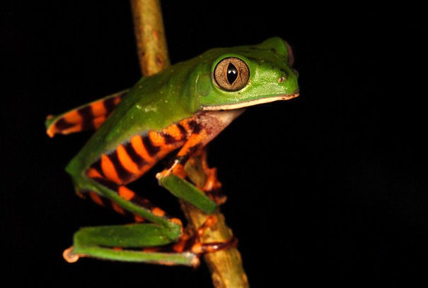 Ếch "khỉ", như tên gọi của nó, loài ếch này sống trên cây và chính là phong vũ biểu cho độ trong lành của khu rừng.
