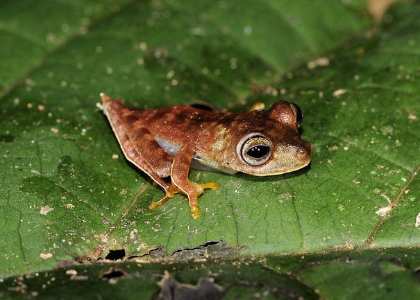 Chú ếch tí hon này được gọi là ếch "cao bồi" chính vì hình dáng ngộ nghĩnh của đôi chân.