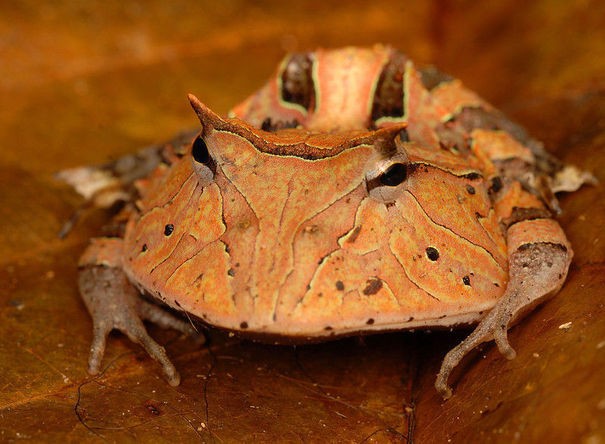 Chú ếch phàm ăn này được gọi là ếch pac-man và nó có cách săn mồi độc nhất vô nhị: ngồi một chỗ, há miệng rộng rồi nuốt chửng tất cả những gì chui vào miệng. Cách thức săn mồi đó còn được các nhà khoa học đặt cho một cái tên là sit-and-wait.
