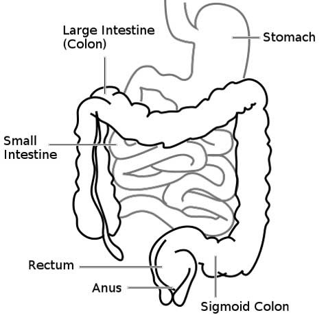 Biểu đồ ruột người. Trừ khi cắt bỏ ruột già (large intestine), sẽ rất khó tìm ra cách chữa chứng viêm co thắt ruột kết (Ảnh: Wikipedia)