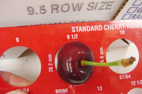Kích thước cherry đạt tiêu chuẩn xuất khẩu phải đạt từ đường kính 28mm trở lên.