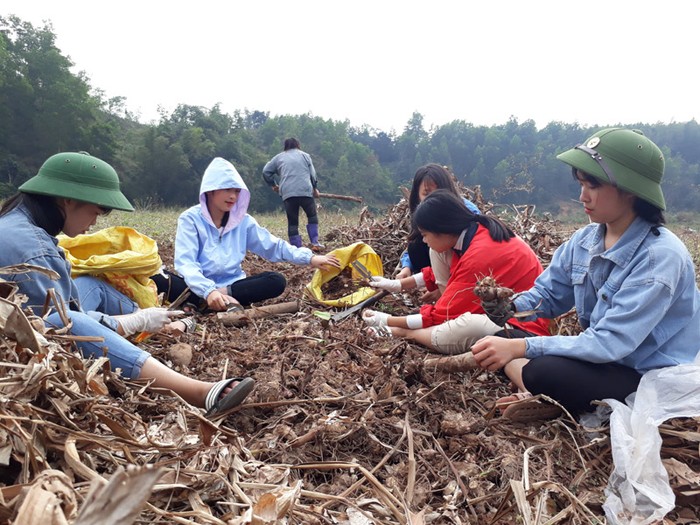 Học sinh Trường Trung học phổ thông Bình Liêu thu hoạch củ dong riềng giúp người dân (Ảnh: CTV)