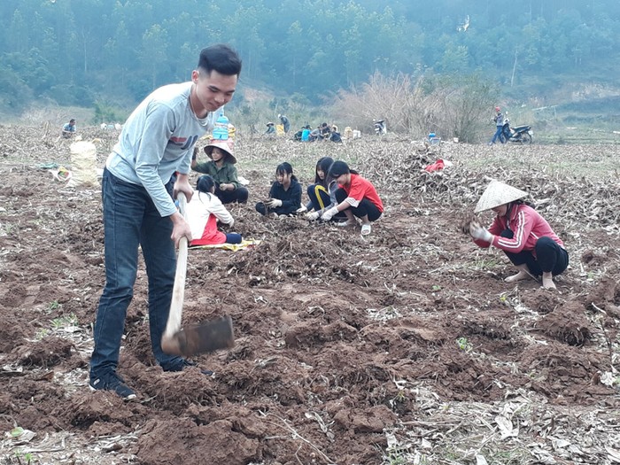 Học sinh thu hoạch củ dong riềng giúp người dân để bán trước Tết nguyên đán (Ảnh: CTV)