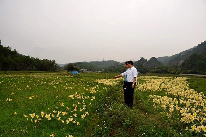 Chủ tịch Ủy ban nhân dân huyện Hoành Bồ (Quảng Ninh) cùng nhiều cán bộ bị kỷ luật vì để người dân trồng hoa ly để trục lợi, gây thất thoát ngân sách hơn 25 tỷ đồng. (Ảnh: CTV)