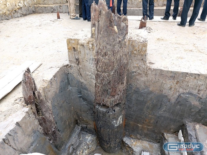 Các cọc gỗ cổ có thể được chôn/đóng xuống qua lớp bùn đen có niên đại khoảng nghìn năm (Ảnh: Lã Tiến)