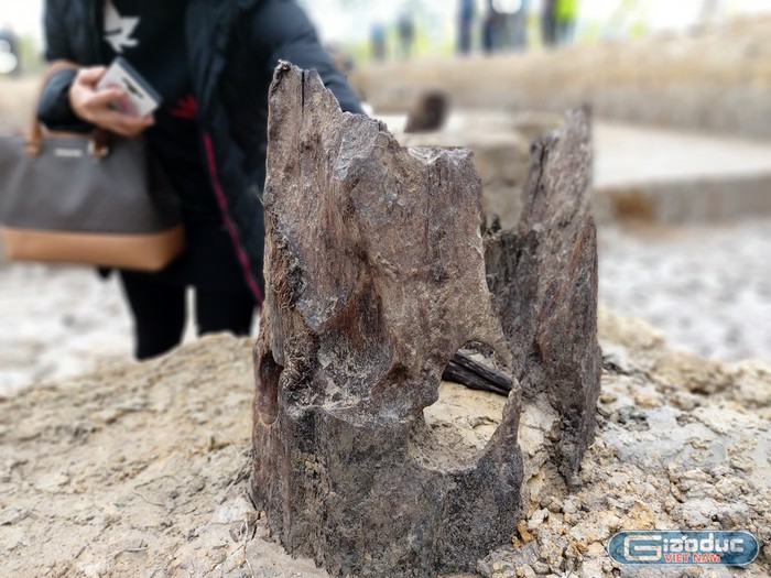 Các cọc gỗ cổ được khai quật có đường kính từ 26 đến 46 cm (Ảnh: Lã Tiến)
