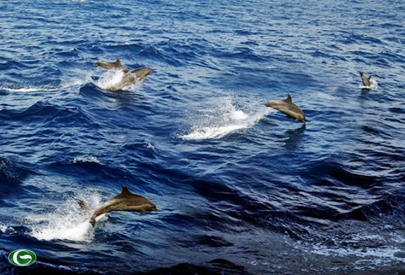 Mỗi khi có đàn cá heo nô đùa trên sóng là tín hiệu báo cho con người biết có biển động trong một hay hai hôm sau.