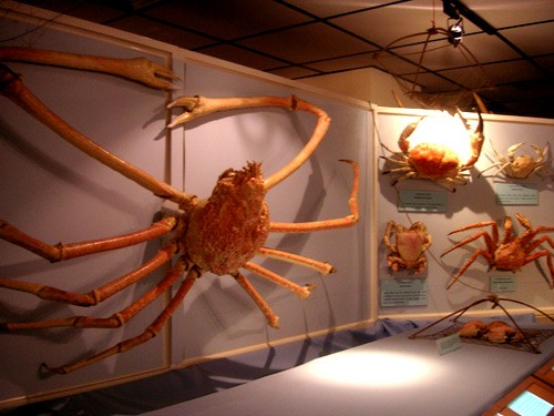 Cua nhện Nhật Bản. Loài cua này được cho là loài cua lớn nhất trên thế giới với tám chiếc chân. Chúng tìm thấy tại những vùng nước có độ sâu từ 150 - 800 mét. Sải chân của chúng có thể bao trùm một khoảng rộng 3,6 mét, cua nhện thường được tìm thấy tại khu vực bờ biển phía nam của đảo Honshu, Nhật Bản. Cua nhện Nhật Bản được cho rằng chúng có tuổi thọ lên đến 100 tuổi và thức ăn ưa thích của chúng là ăn xác các động vật và thực vật. Kích thước khổng lồ của chúng khiến người ta khó tưởng tượng được, nhưng bạn có thể so sánh chúng với loài chim kền kền.