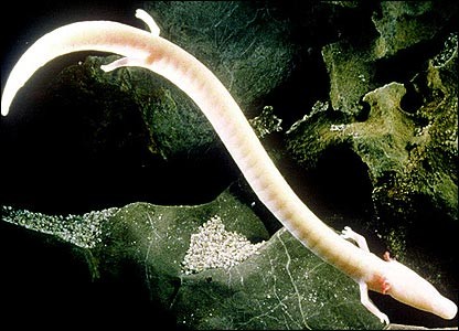 Loài olm, là một loại amip hay một loài thủy sản hoặc một loài rắn thuộc họ động vật lưỡng cư mù sống trong hang động nước ngầm. Olm có chiều dài từ 20 – 30cm với thân hình mảnh, các chân nhỏ trên có ba ngón tay và chân dưới có hai ngón. Da của loài Olm này có màu sắc và kết cấu tương tự như của con người và đôi khi chúng thường được ví như là “người cá”. Olm vừa có hệ thống mang ở bên ngoài và phổi bên trong cơ thể nhưng chúng hiếm khi được sử dụng thực sự trong quá trình hô hấp. Do mắt của chúng nằm sâu dưới lớp hạ bì và chúng chỉ nhận biết được một phần nhỏ ánh sáng bên ngoài, olm tồn tại thế giới bên ngoài thông qua mùi vị và cảm nhận các âm thanh một cách yếu ớt.