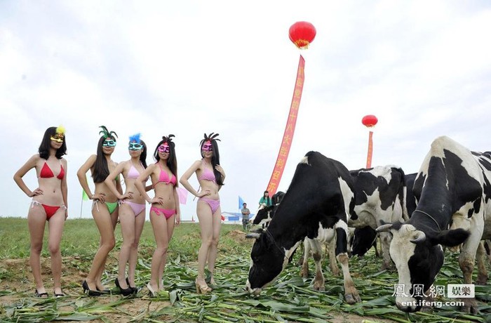Các người mẫu trong trang phục bikini nóng bỏng bên cạnh những chú bò sữa tại huyện Sơn Âm, thành phố Sóc Châu, tỉnh Sơn Tây.