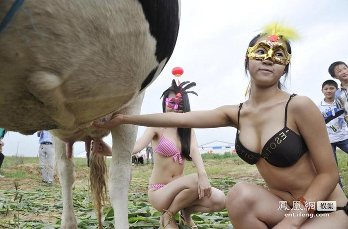 Vừa là người đại diện, những người mẫu này sẽ "làm hàng" bên cạnh những chú bò sữa bằng cách thò tay vào bầu sữa bò.