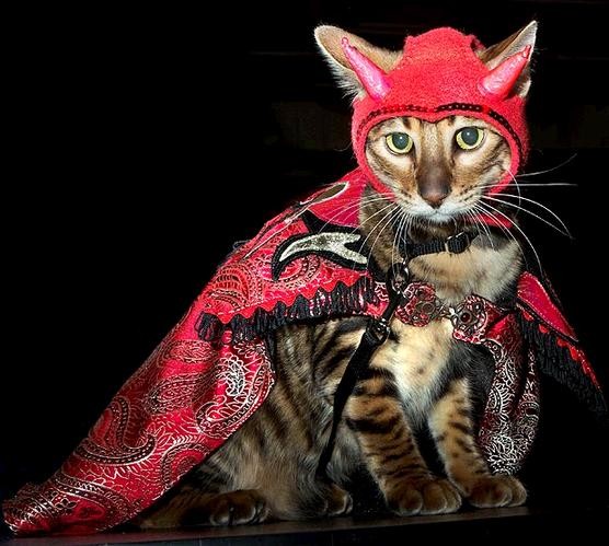 Một chú mèo trong trang phục của quỷ sa-tăng.