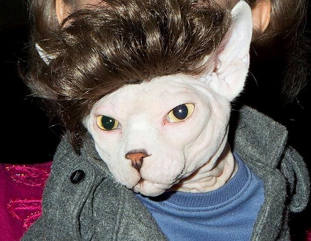 Anh chàng ma cà rồng Edward Cullen điển trai của phim "Twilight" có giống với chú mèo hói này?