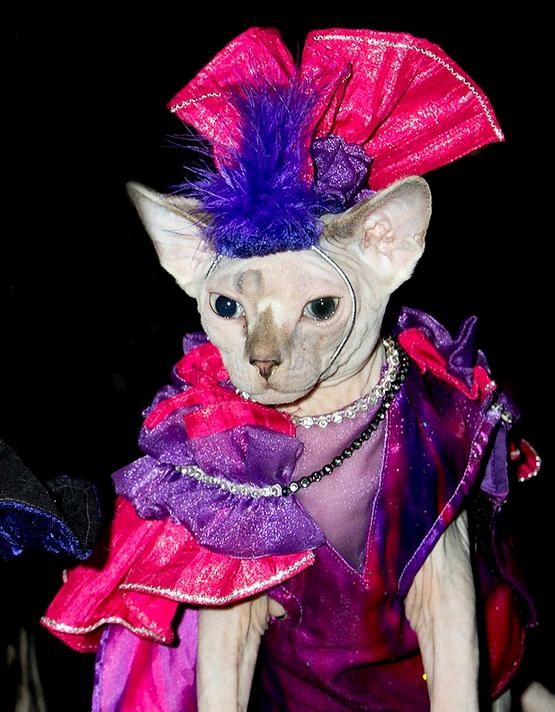 Cô nàng mèo lộng lẫy trong trang phục của một showgirl Moulin Rouge.