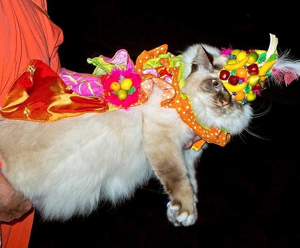 Cô mèo này lại có trang phục của một vũ công samba từ Brazil Carmen Miranda.
