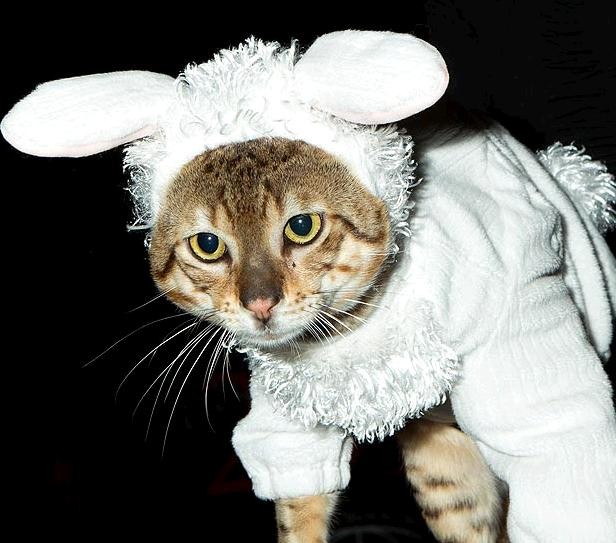Mèo "thỏ".