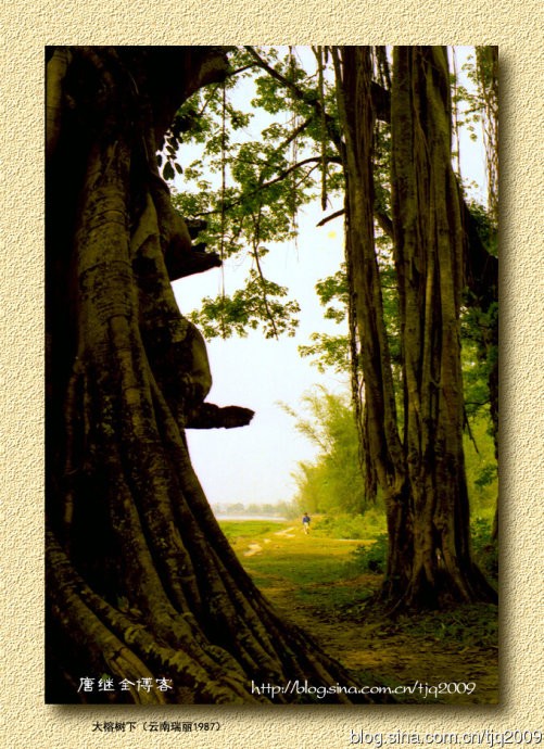 Dưới bóng cây cổ thụ, Thụy Lệ, tỉnh Vân Nam, 1987.