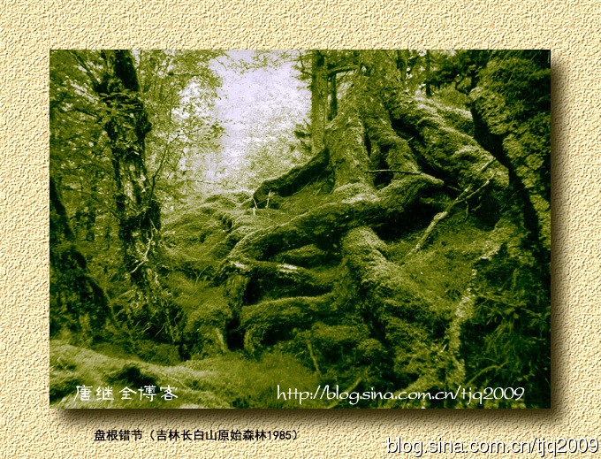 Cảnh tại rừng nguyên sinh Trường Bạch Sơn, tỉnh Cát Lâm, 1985. > Phút sửng sốt của 'bà phù thủy' tạo ra Ngộ Không, Bát Giới, Đường Tăng