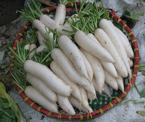 Củ cải thẳng dài, bóng đẹp nhập từ Trung Quốcđược bày bán tại các chợ tại Hà Nội.