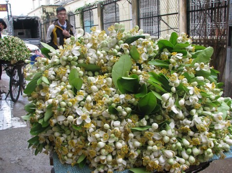 Hoa bưởi len lỏi vào những ngõ ngách, phố phường của Hà Nội.