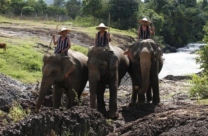 3 "bạn diễn" đặc biệt của các cô gái trong buổi chụp hình chính là những chú voi.