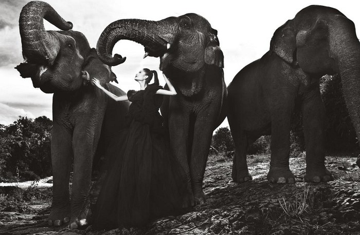 Hoàng Thị Thùy có vẻ là thí sinh được voi “ưu ái” nhất khi liên tục huơ vòi lên để tạo dáng cùng. Cả 2 thí sinh cũng đã sở hữu bức ảnh khiến các vị giám khảo rất hài lòng.