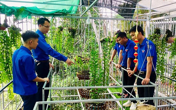 Mô hình trồng 800 gốc hoa lan của thanh niên Trần Trung Dũng tại thôn Vọng Sơn, xã Sơn Phú, huyện Hương Sơn (Hà Tĩnh). (Ảnh: Nhân dân).