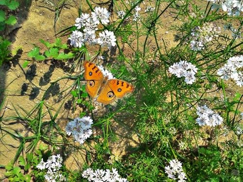 Hình ảnh con bướm đậu trên cành hoa được ghi lại bằng Samsung Galaxy Ace.