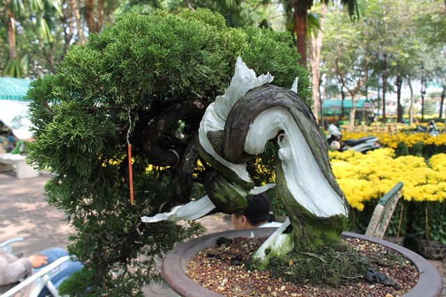 Một gốc bonsai với hai màu đen trắng có giá gần 80 triệu được trưng bày tại chợ hoa công viên 23/9