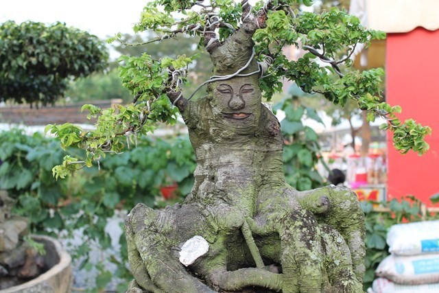 Gốc bonsai có hình người rất độc đáo