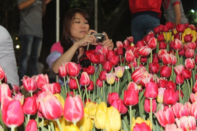 Tranh thủ &quot;chộp&quot; những bông hoa tulip