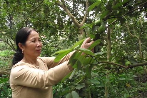 Bà Dinh hái ổi trong vườn nhà (ảnh: Hồ Quỳnh Trang)