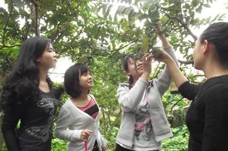 Các bạn trẻ thích thú được tự tay hái ổi Đông Dư (ảnh: Hồ Quỳnh Trang)