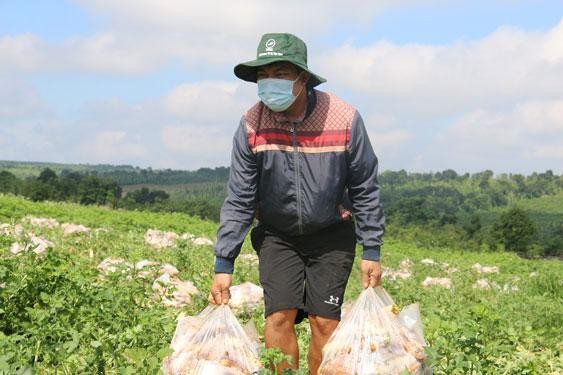 Anh Nguyễn Văn Kiều thu hoạch vườn củ cải gửi tặng người dân Thành phố Hồ Chí Minh. (Ảnh: Báo Người lao động)
