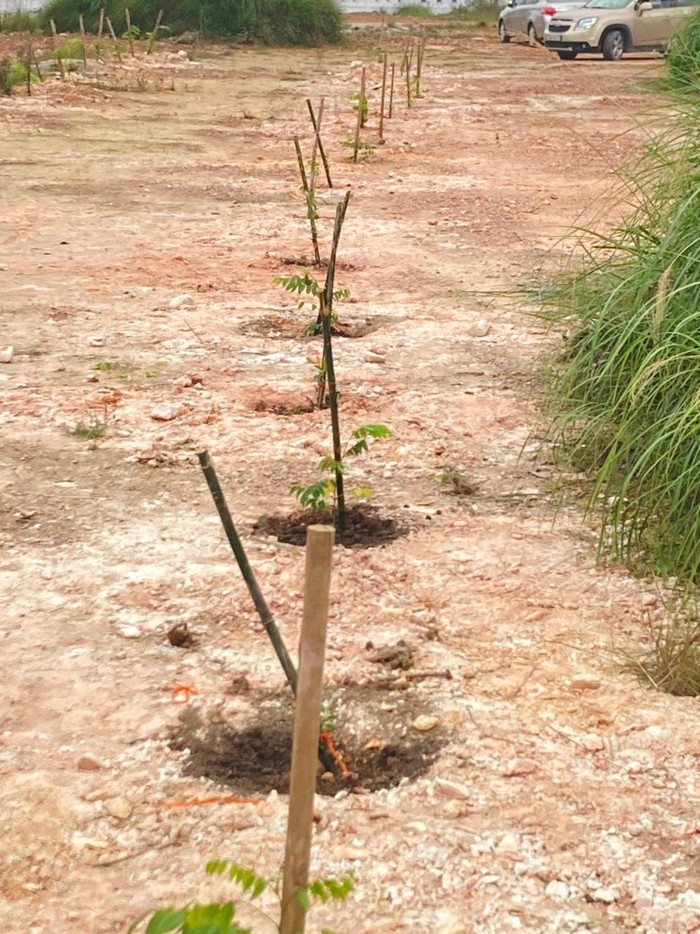 Đến nay, các trường đã cơ bản trồng xong cây trong không khí vui vẻ đầu xuân mới.