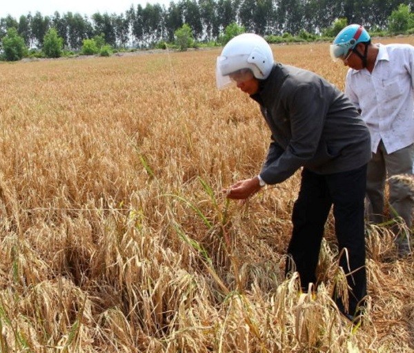 Nhiều hộ dân trồng lúa ở U Minh Thượng bị thiệt hại nhưng không được nhận tiền hỗ trợ do cán bộ đã “ giữ hộ” (Ảnh: do tác giả cung cấp)