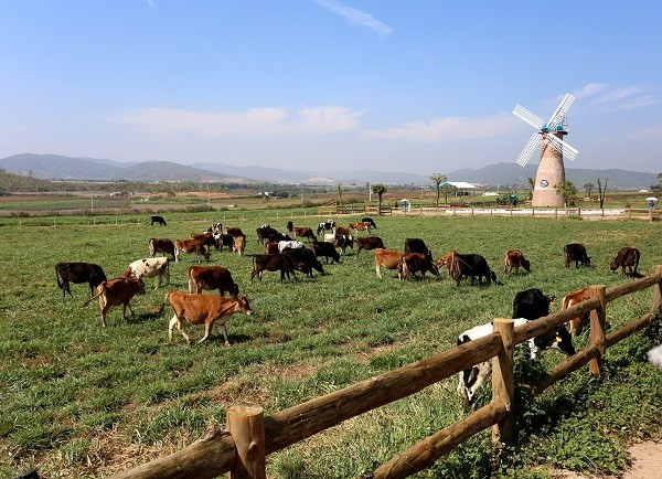 Hệ thống trang trại bò sữa Vinamilk trải dài khắp Việt Nam.