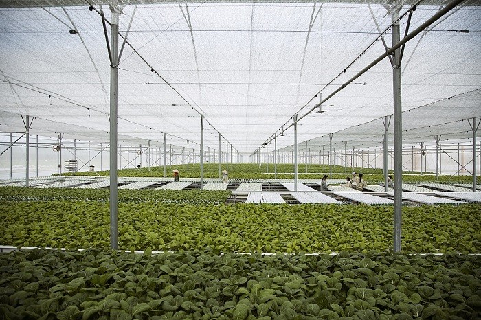 Công ty VinEco đã chính thức ra mắt thị trường mẻ rau sạch đầu tiên, khởi động cho 2 năm “Hành trình sạch – Tương lai xanh&quot;.