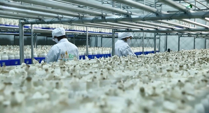 Nhà máy sản xuất nấm sạch với thiết bị được nhập khẩu 100%.