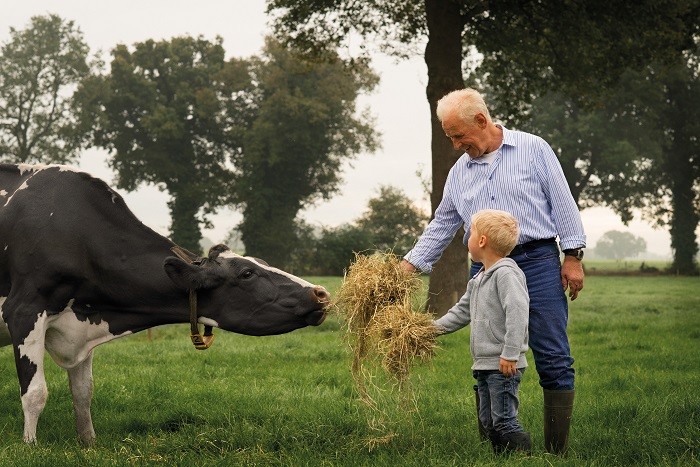 Ngành nông nghiệp chăn nuôi bò sữa đáng ngưỡng mộ của Hà Lan sản xuất 1,3 triệu tấn sữa hàng năm.