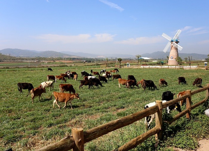 Trang trại chăn nuôi bò sữa đạt chuẩn của Vinamilk.