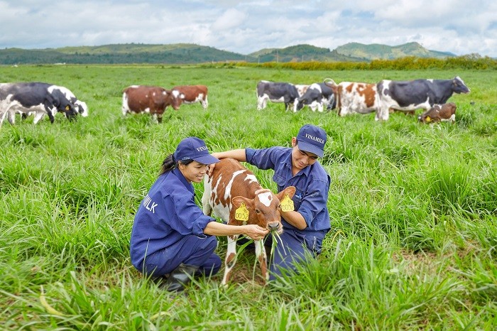 Môi trường làm việc tại trang trại thoáng đãng, trong lành cùng các “cô bò” thân thiện giúp nhân viên tại đây luôn có tinh thần làm việc hăng say.