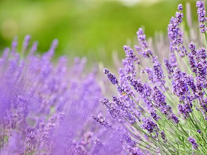 Du khách sẽ được ngắm hoa oải hương khi du lịch tháng 7, 8 tại Bắc Kinh (Trung Quốc), Hokkaido (Nhật Bản) và Provence (Pháp).