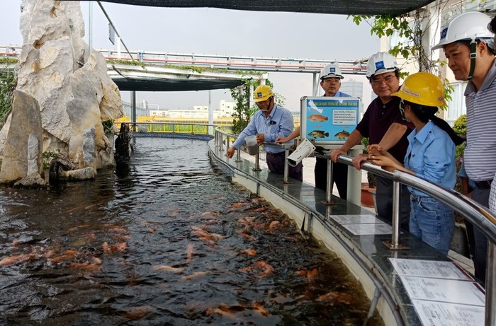 Nước thải dự án thép được nuôi cá để minh chứng môi trường biển Hà Tĩnh đã trở lại bình thường.