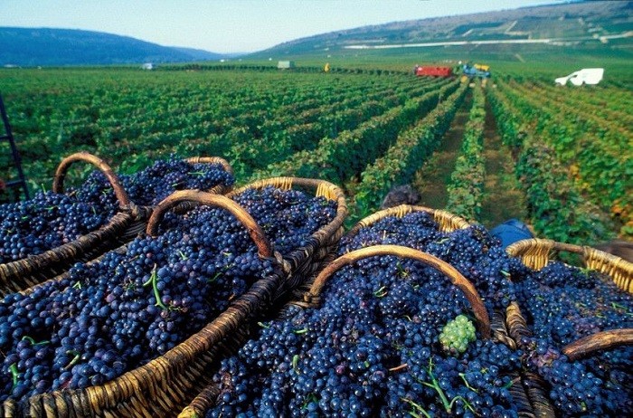 Bordeaux – xứ sở của rượu vang.